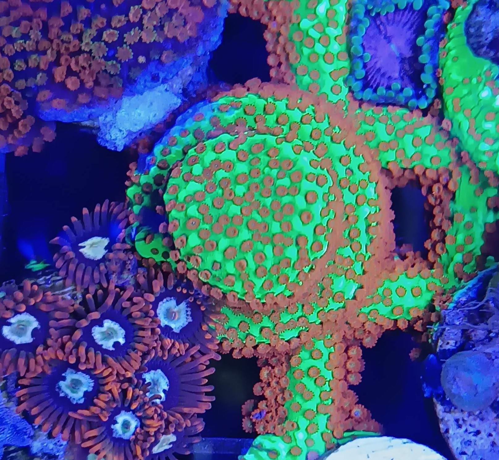 Corales, peces e invertebrados